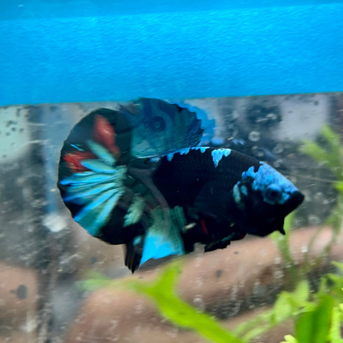 Avarta Blue Plakat - Male Betta 019