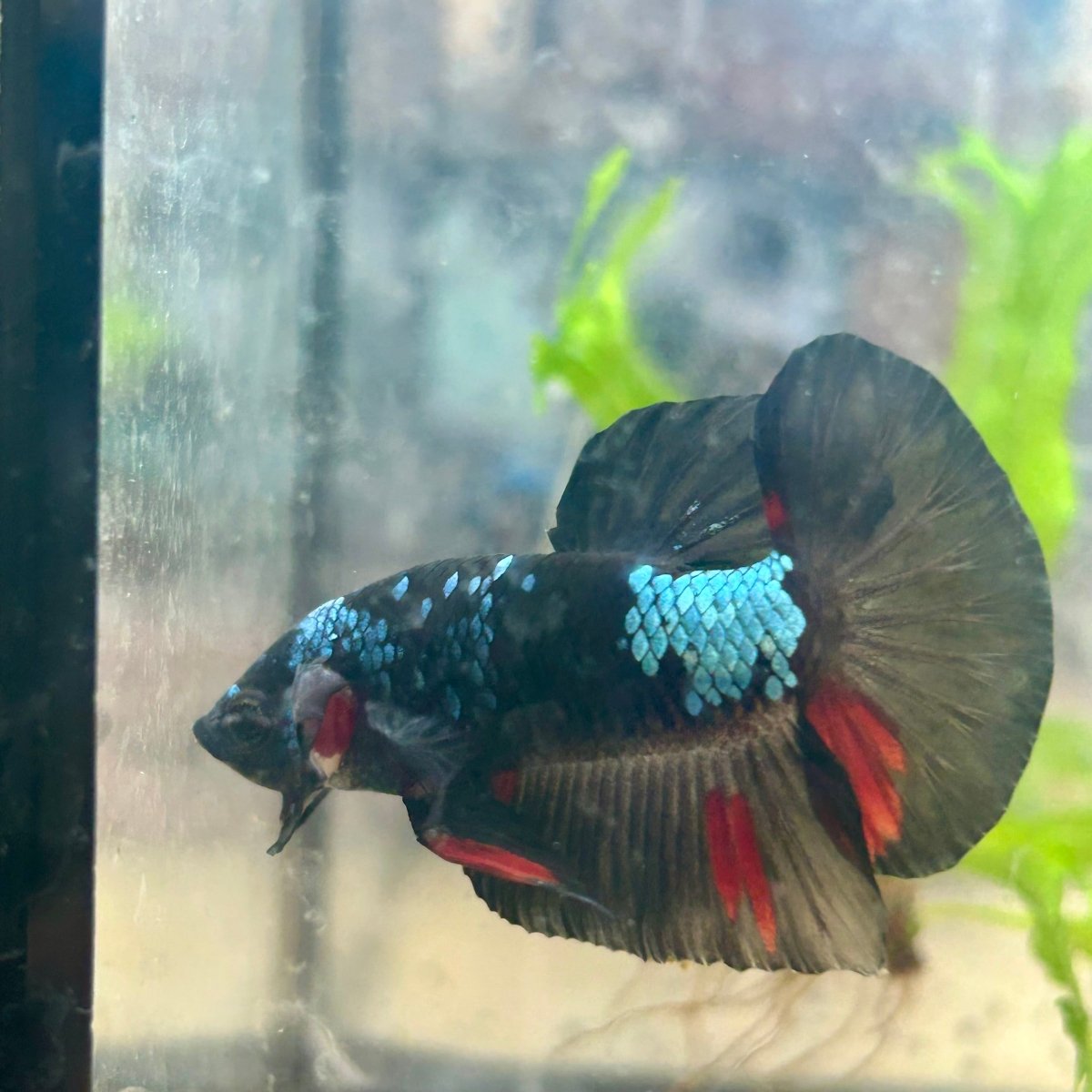 Avarta Blue Plakat - Male Betta 041