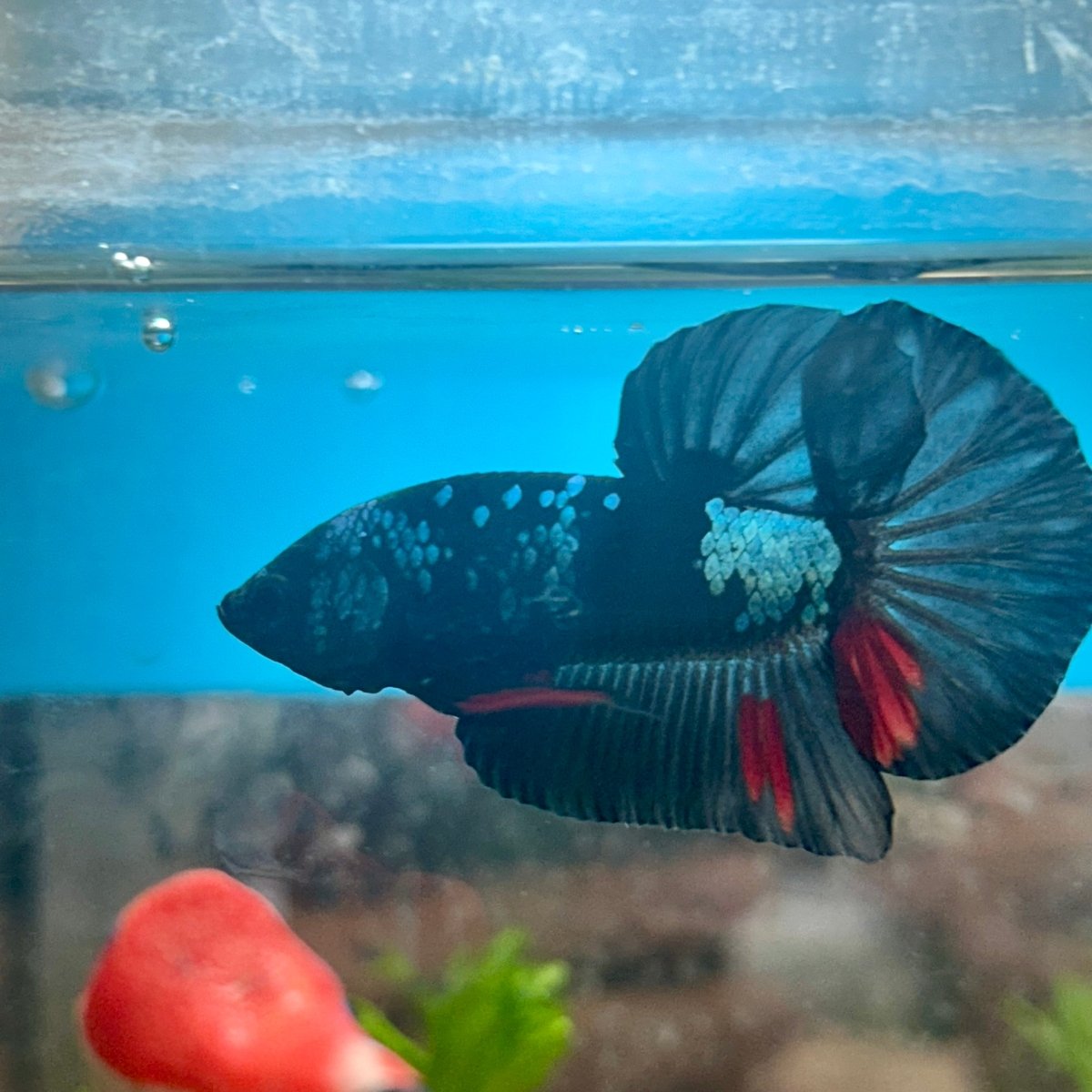 Avarta Blue Plakat - Male Betta 041