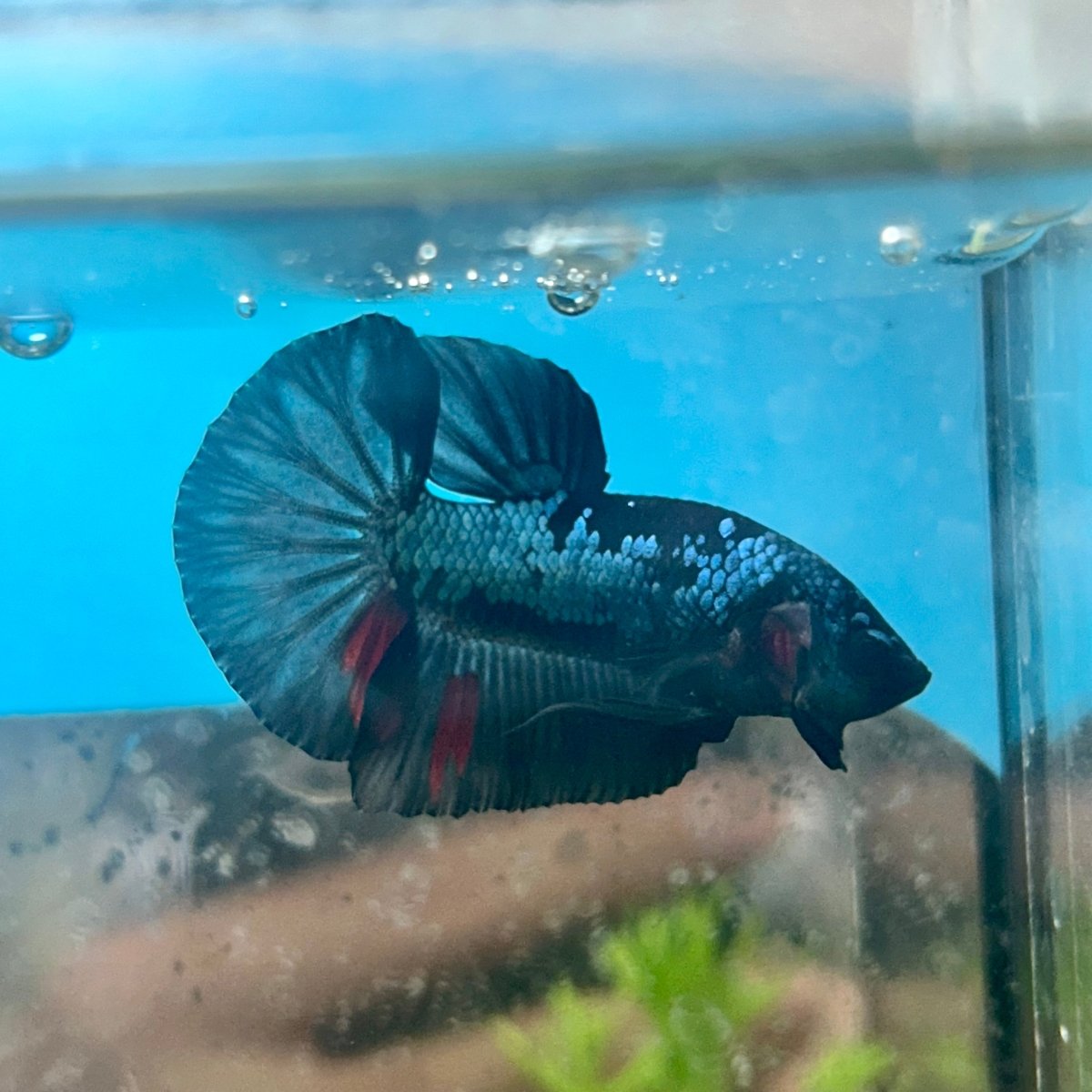 Avarta Blue Plakat - Male Betta 041