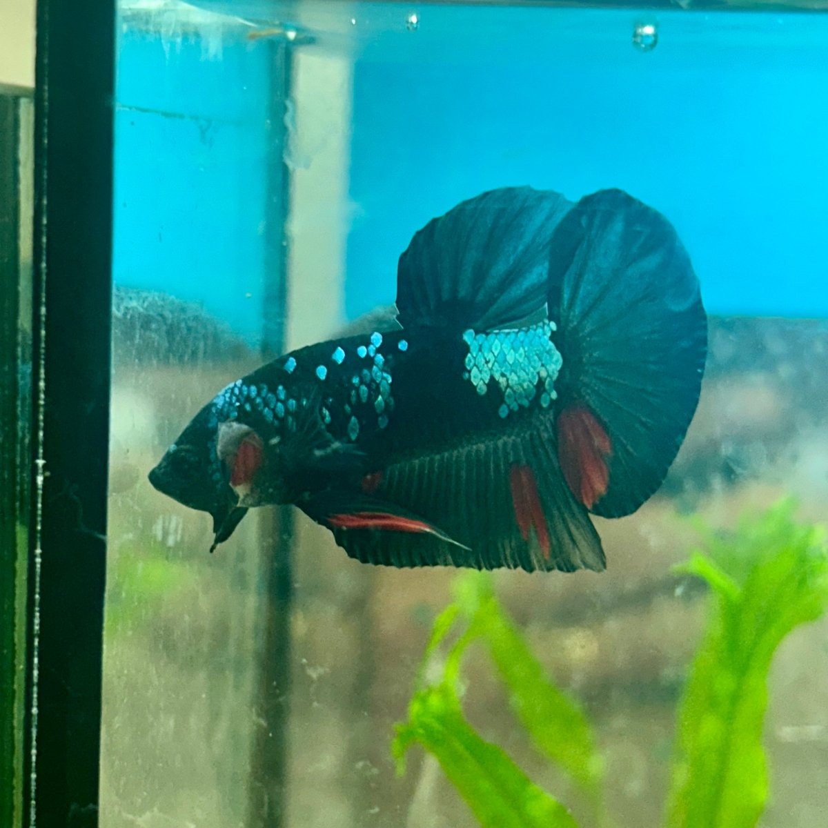 Avarta Blue Plakat - Male Betta 041