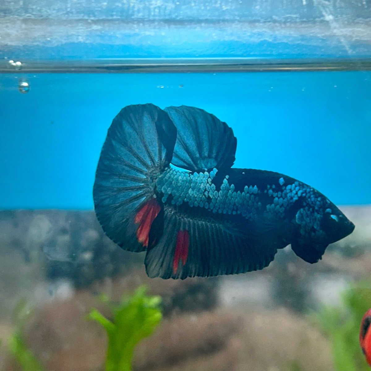 Avarta Blue Plakat - Male Betta 041
