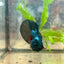 Avarta Blue Plakat - Male Betta 041