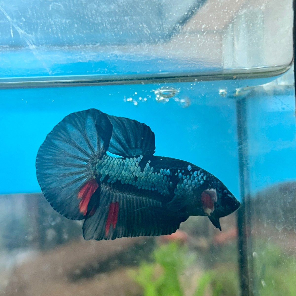 Avarta Blue Plakat - Male Betta 041