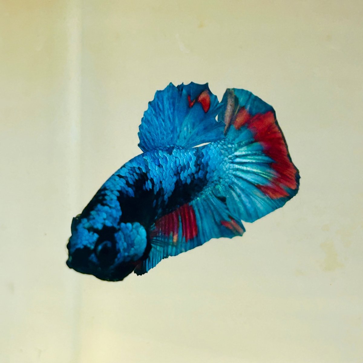 Avarta Blue Plakat - Male Betta 140