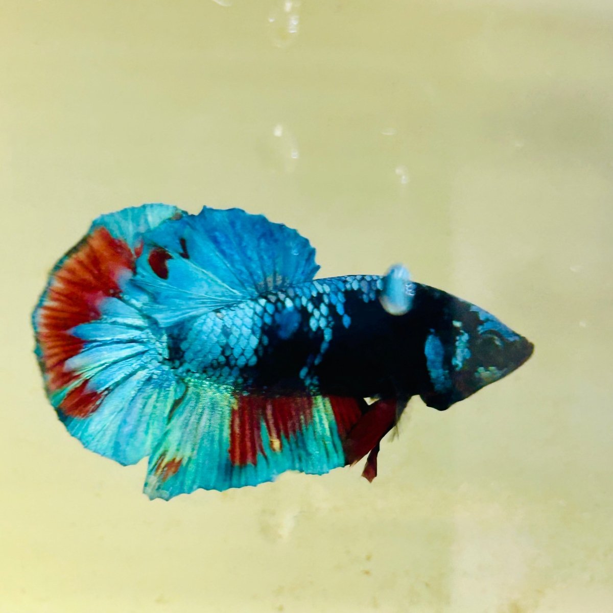 Avarta Blue Plakat - Male Betta 140