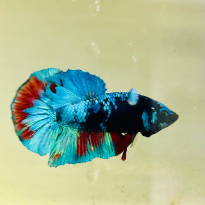 Avarta Blue Plakat - Male Betta 140