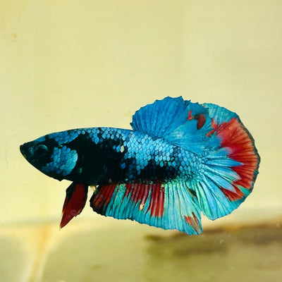 Avarta Blue Plakat - Male Betta 140