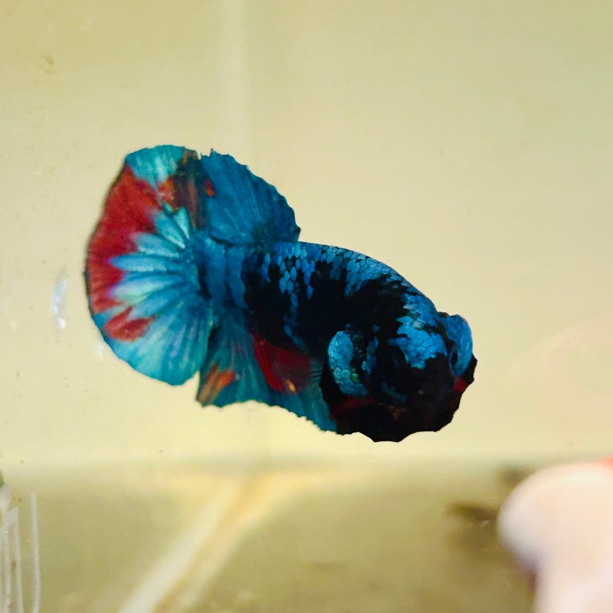 Avarta Blue Plakat - Male Betta 140