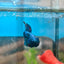 Avarta Blue Plakat - Male Betta 180