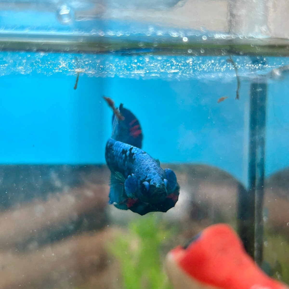 Avarta Blue Plakat - Male Betta 180