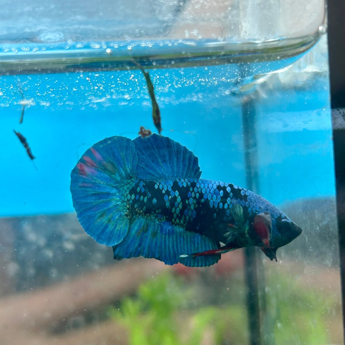 Avatar Blue Plakat - Male Betta 180