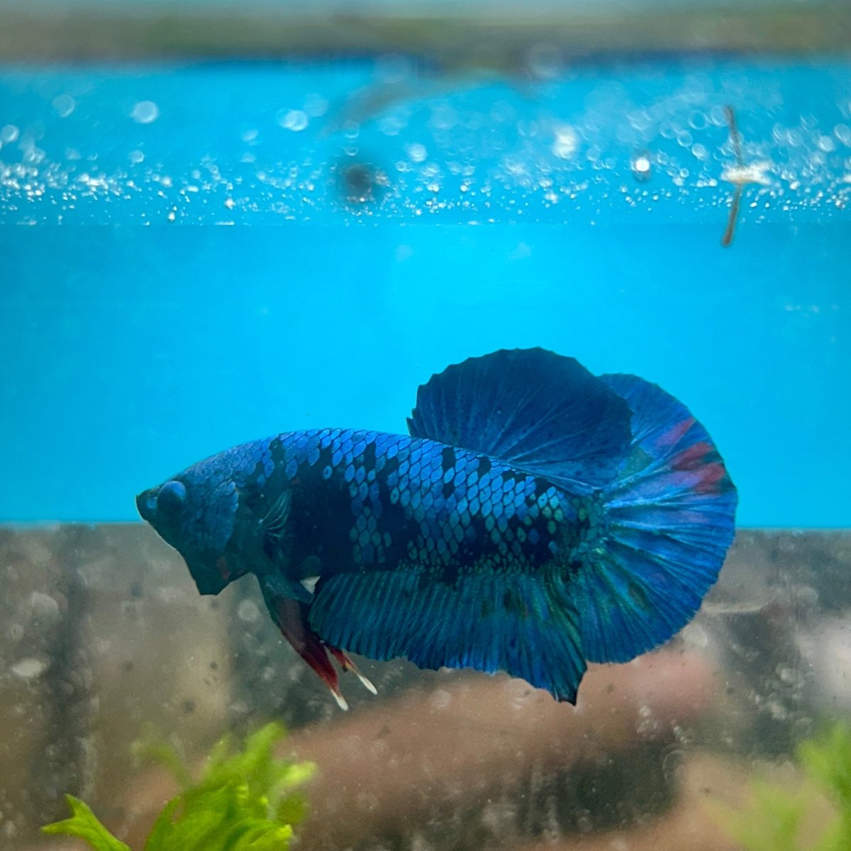 Avarta Blue Plakat - Male Betta 180
