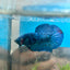 Avarta Blue Plakat - Male Betta 180
