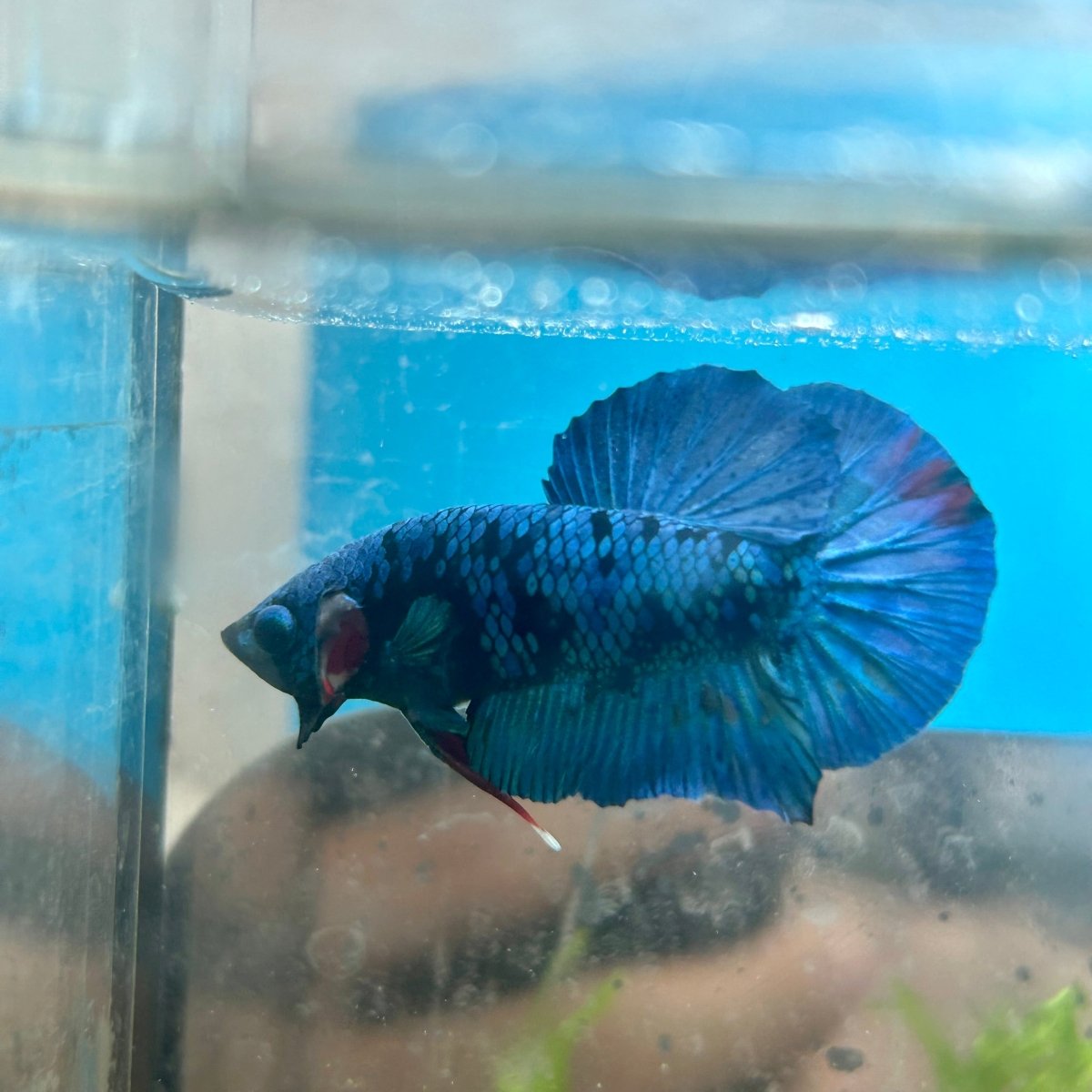 Avarta Blue Plakat - Male Betta 180