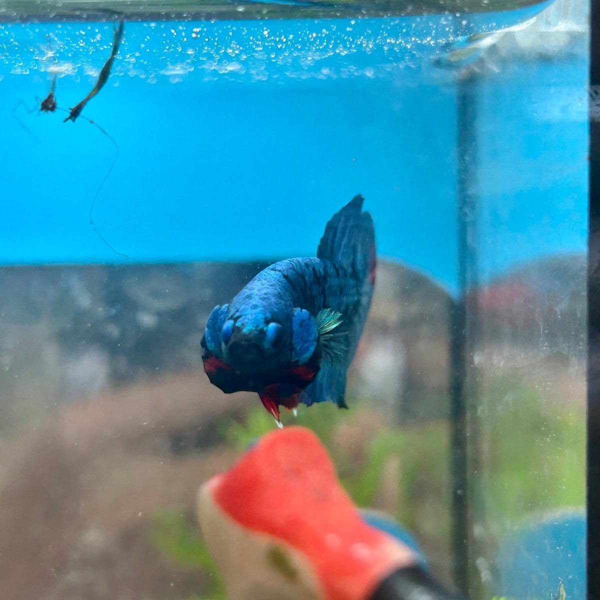 Avarta Blue Plakat - Male Betta 180