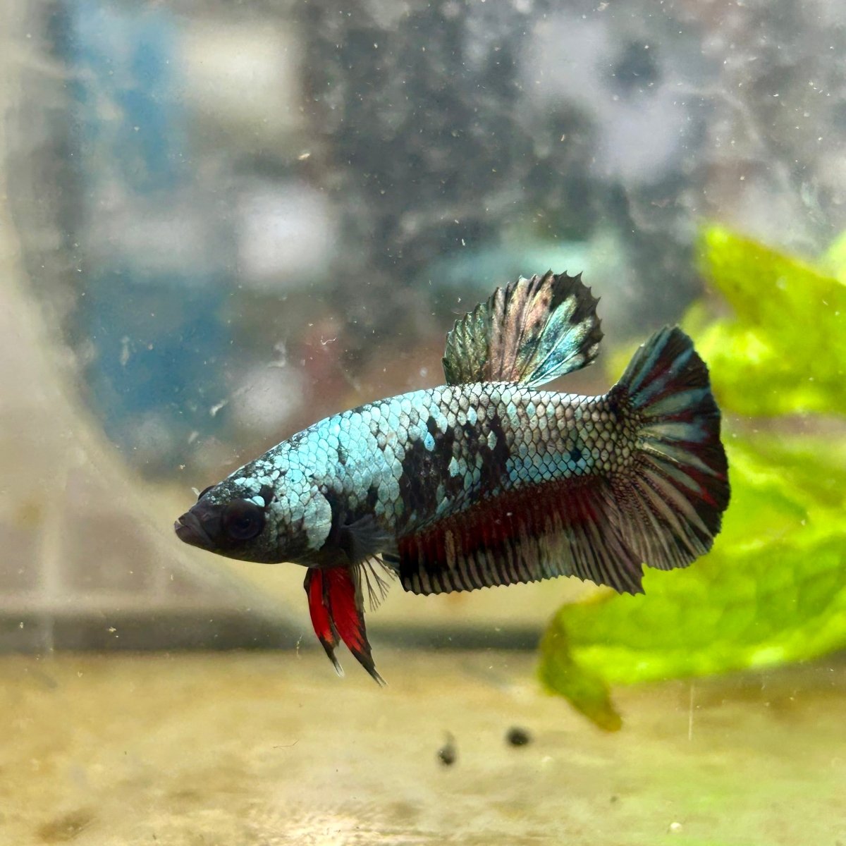 Avarta Copper Copper Plakat - Female Betta N29