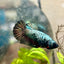 Avarta Copper Copper Plakat - Female Betta N29