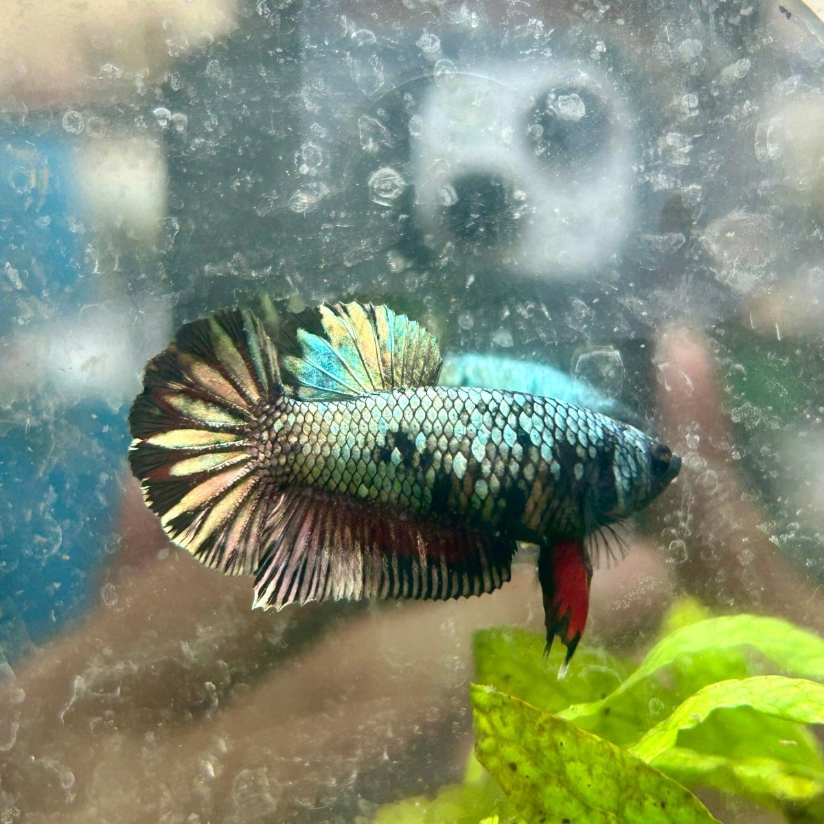 Avarta Copper Copper Plakat - Female Betta N29