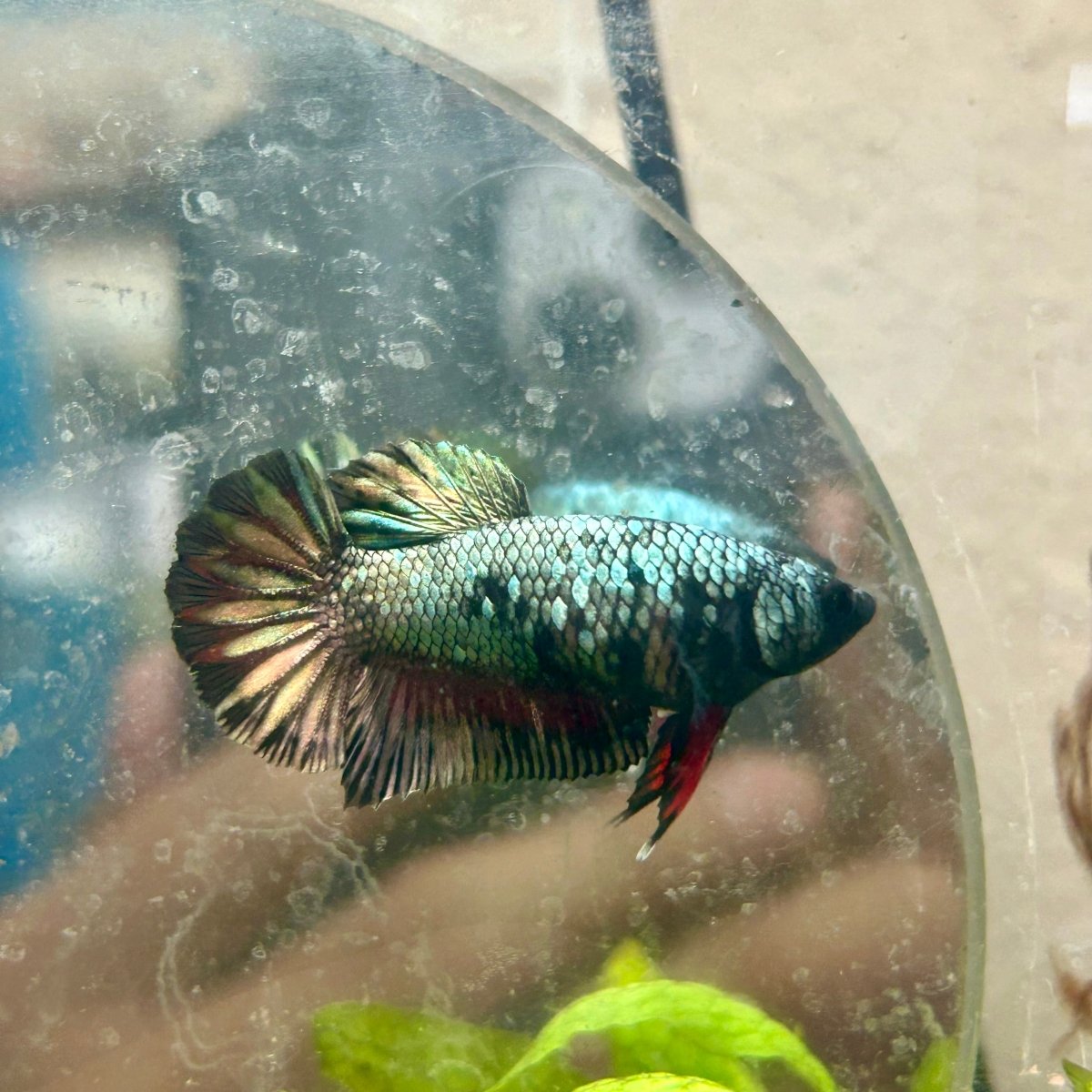 Avarta Copper Copper Plakat - Female Betta N29