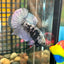 Avarta Copper Maks Plakat - Male Betta 091