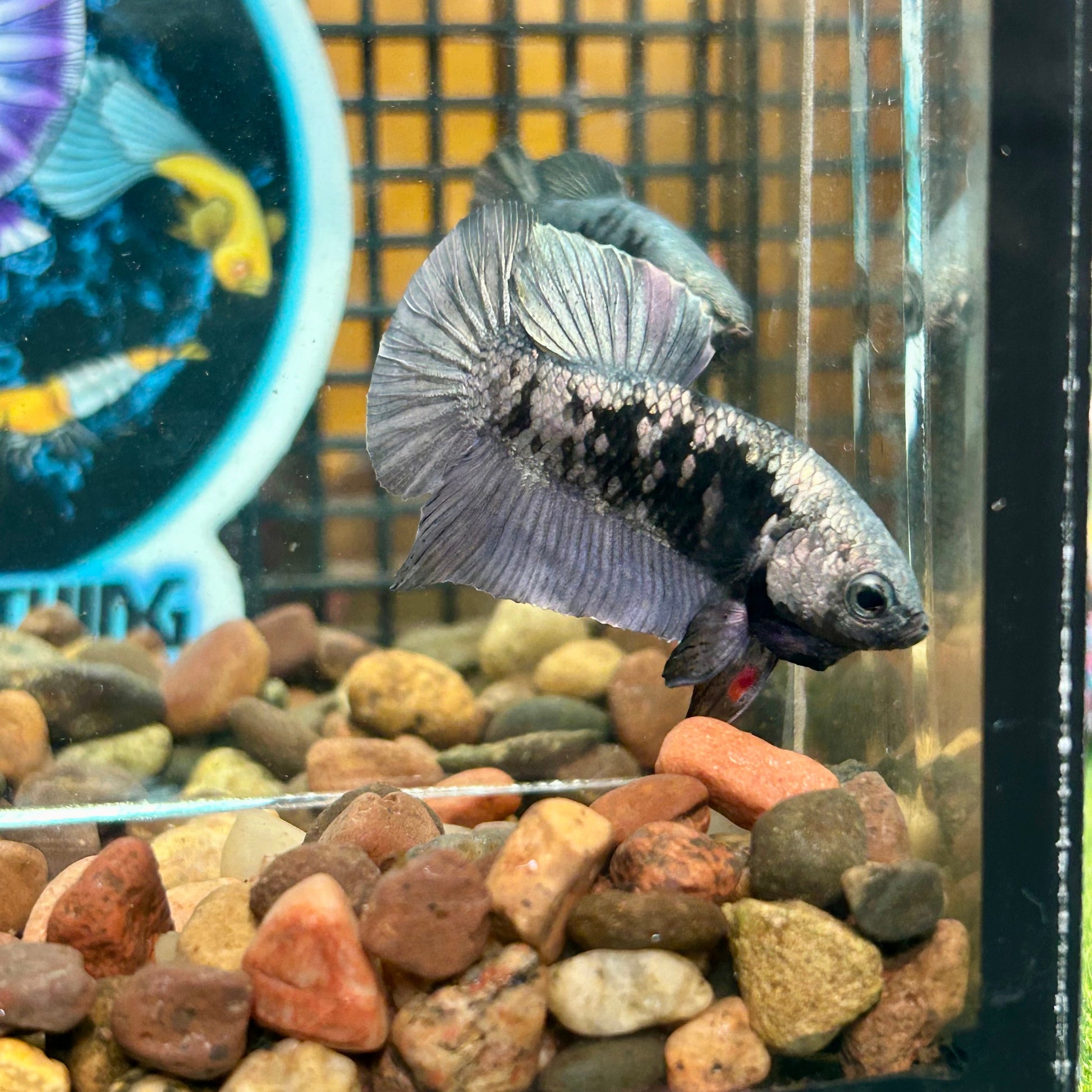 Avarta Copper Maks Plakat - Male Betta 091