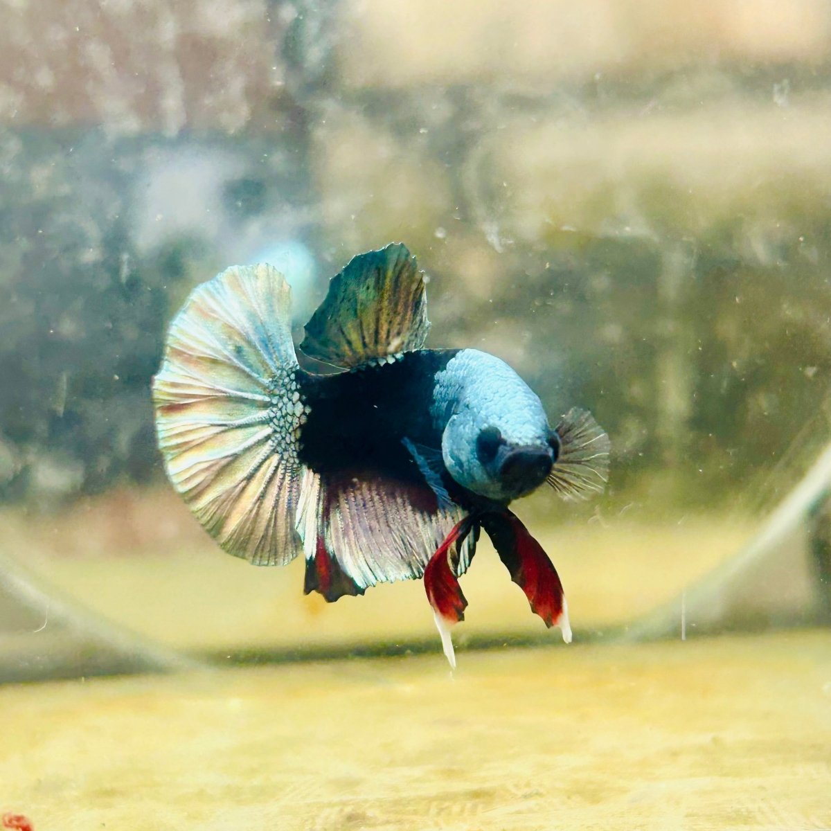 Avarta Copper Mask Plakat - Male Betta 138