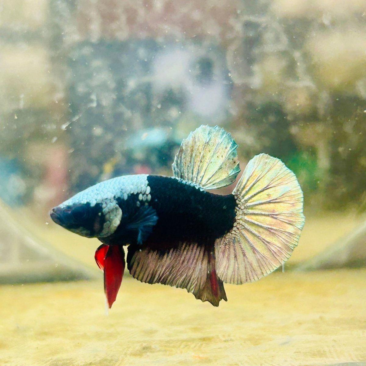 Avarta Copper Mask Plakat - Male Betta 138