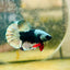 Avarta Copper Mask Plakat - Male Betta 138