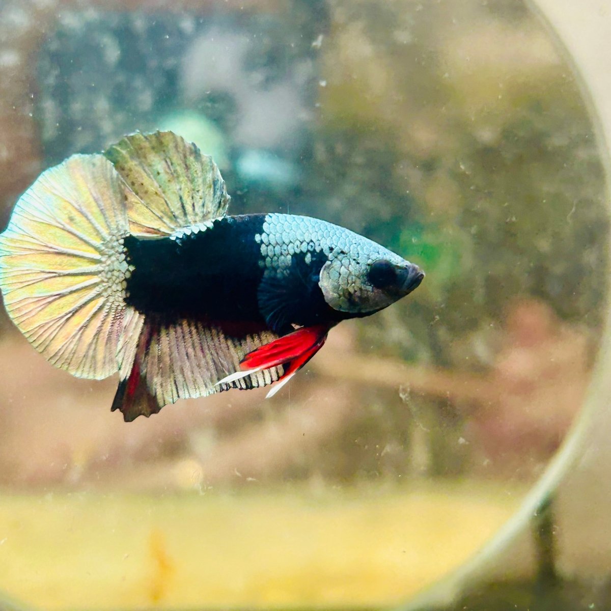 Avarta Copper Mask Plakat - Male Betta 138