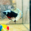 Avarta Copper Mask Plakat - Male Betta 138