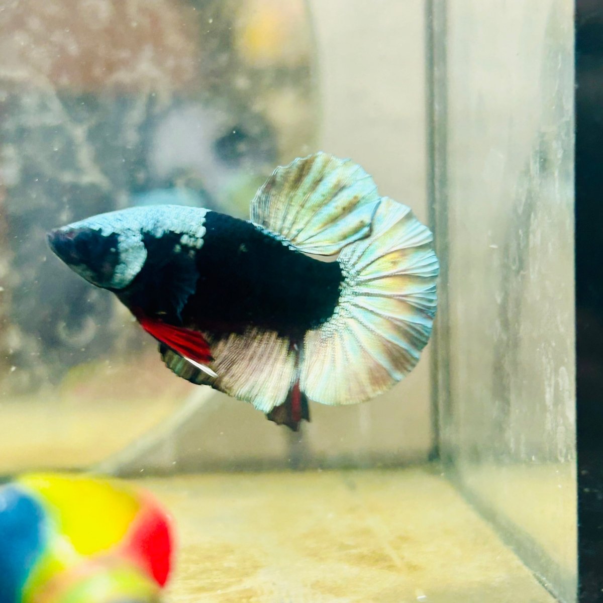 Avarta Copper Mask Plakat - Male Betta 138