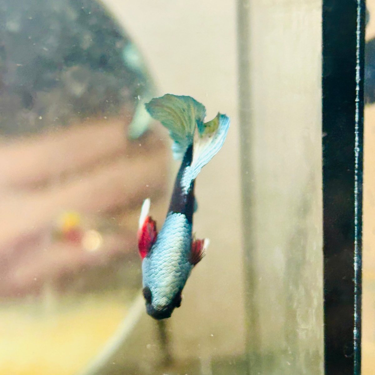 Avarta Copper Mask Plakat - Male Betta 138