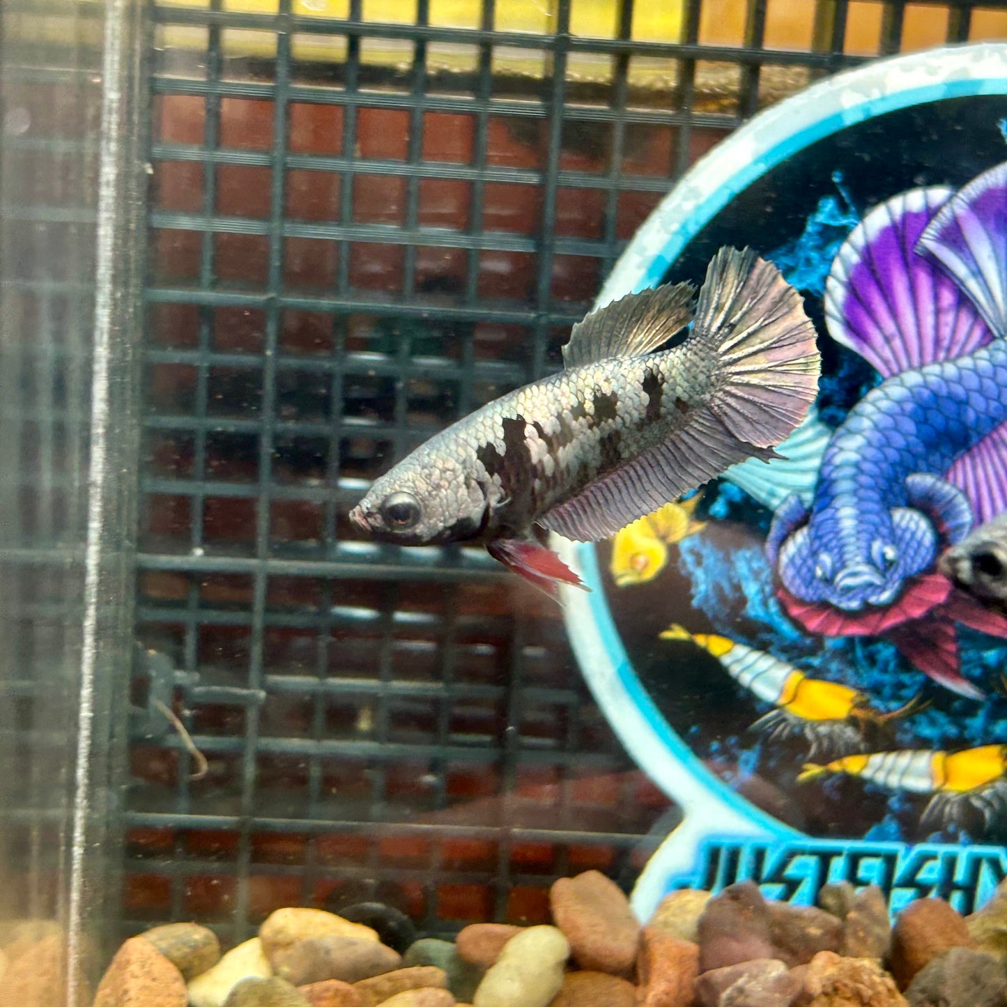 Avarta Copper Plakat - Female Betta 012