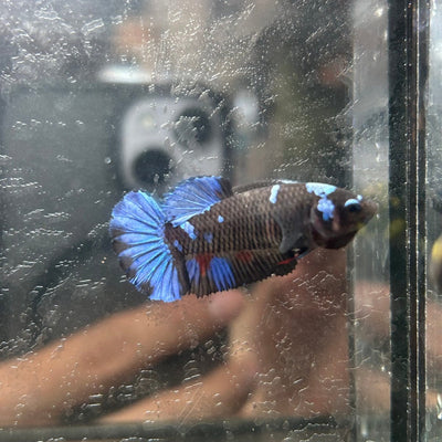 Avarta Copper Plakat - Female Betta 025