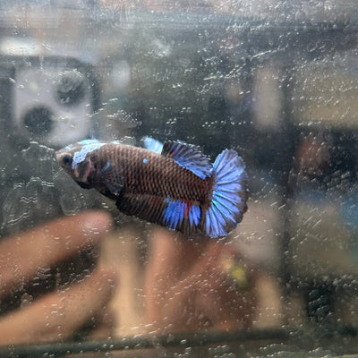 Avarta Copper Plakat - Female Betta 025