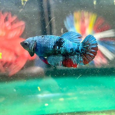 Avarta Copper Plakat - Female Betta 59