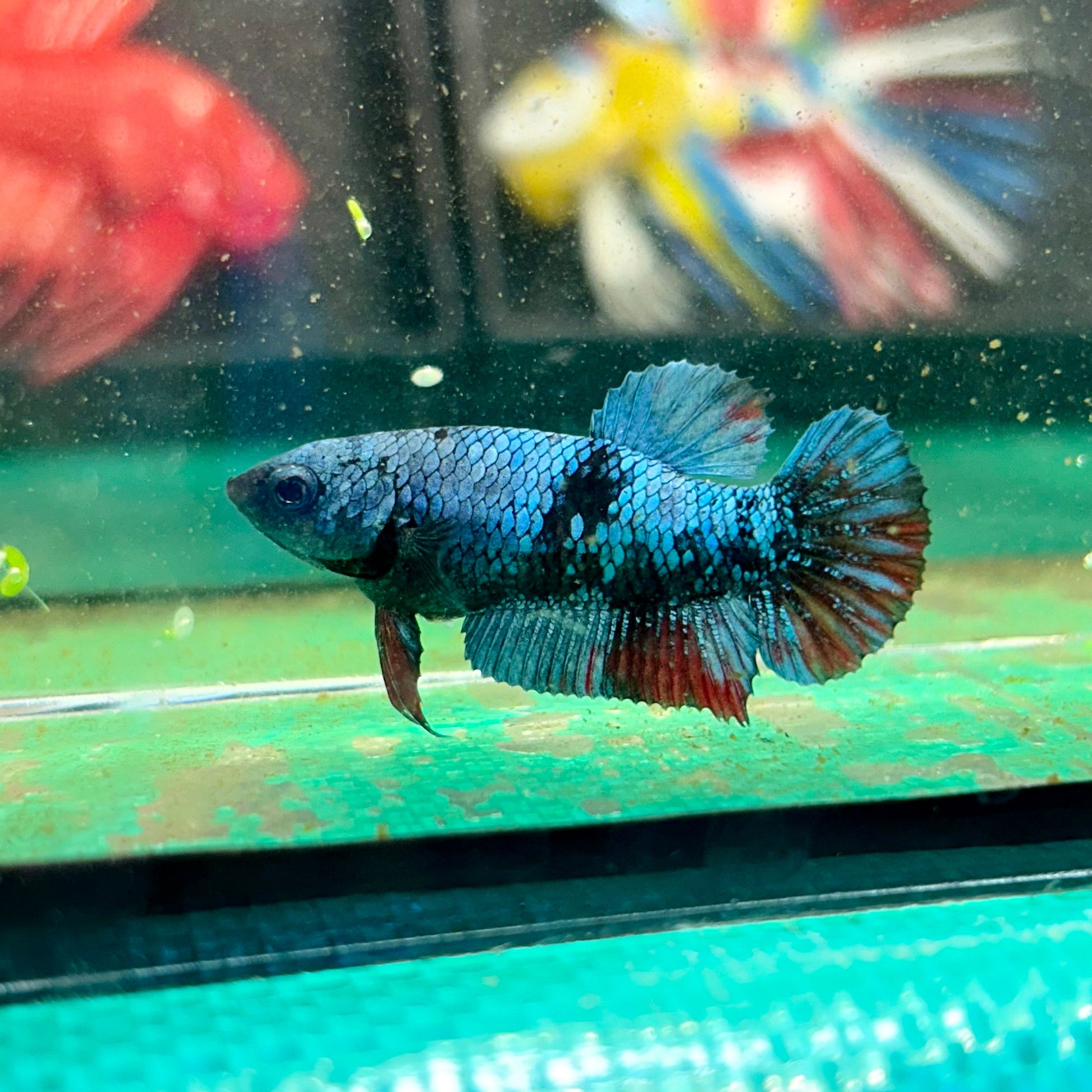 Avarta Copper Plakat - Female Betta 59