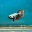 Avarta Copper Plakat - Female Betta A02