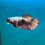 Avarta Copper Plakat - Female Betta A02