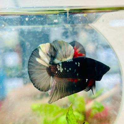 Avarta Copper Plakat Male Betta 027