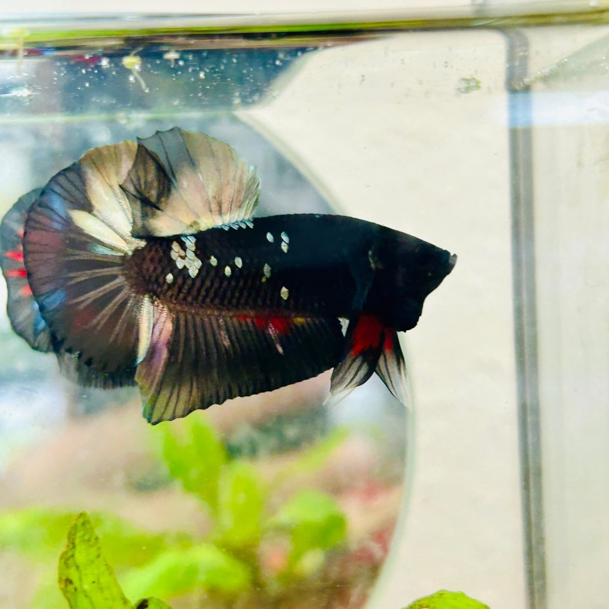 Avarta Copper Plakat Male Betta 027