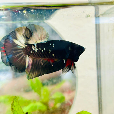 Avarta Copper Plakat Male Betta 027