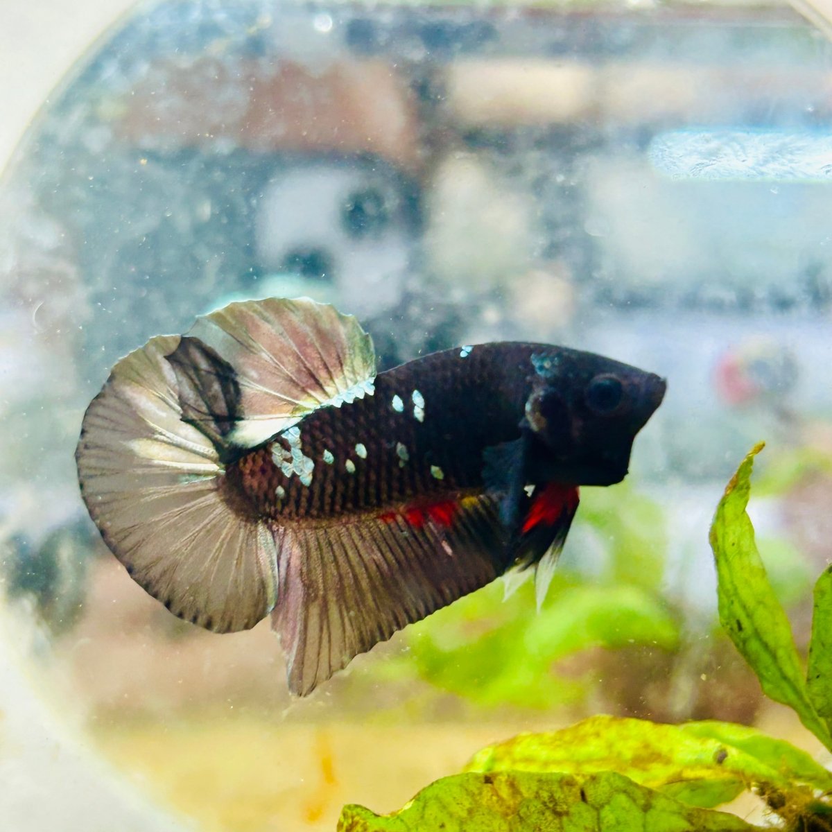 Avarta Copper Plakat Male Betta 027