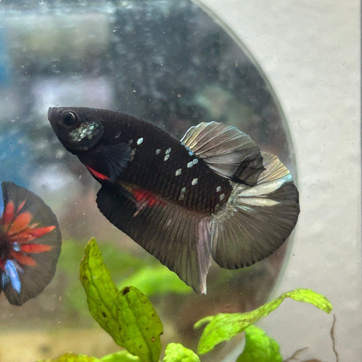 Avarta Copper Plakat Male Betta 027