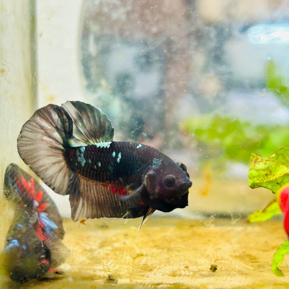Avarta Copper Plakat Male Betta 027