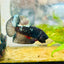 Avarta Copper Plakat Male Betta 027