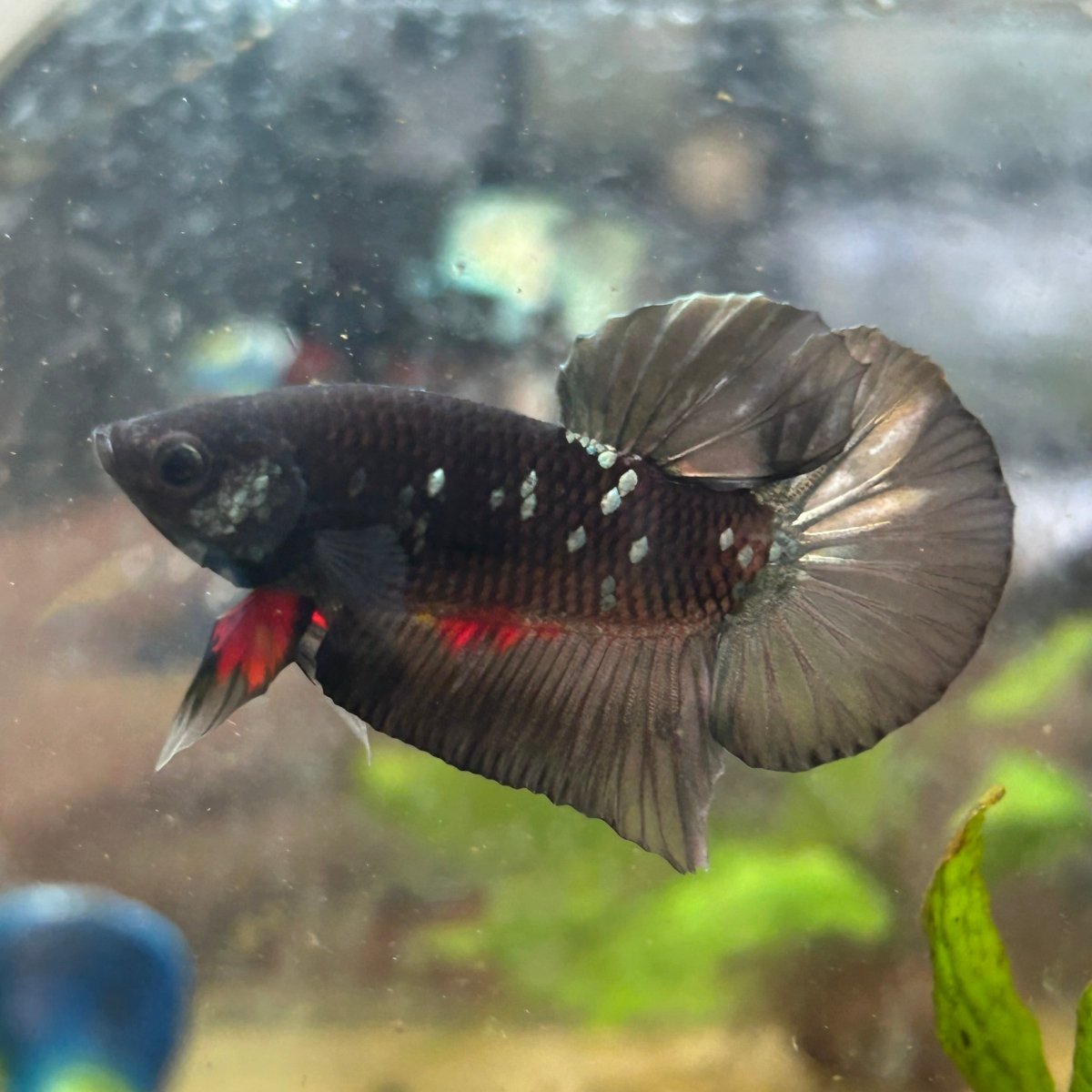 Avarta Copper Plakat Male Betta 027