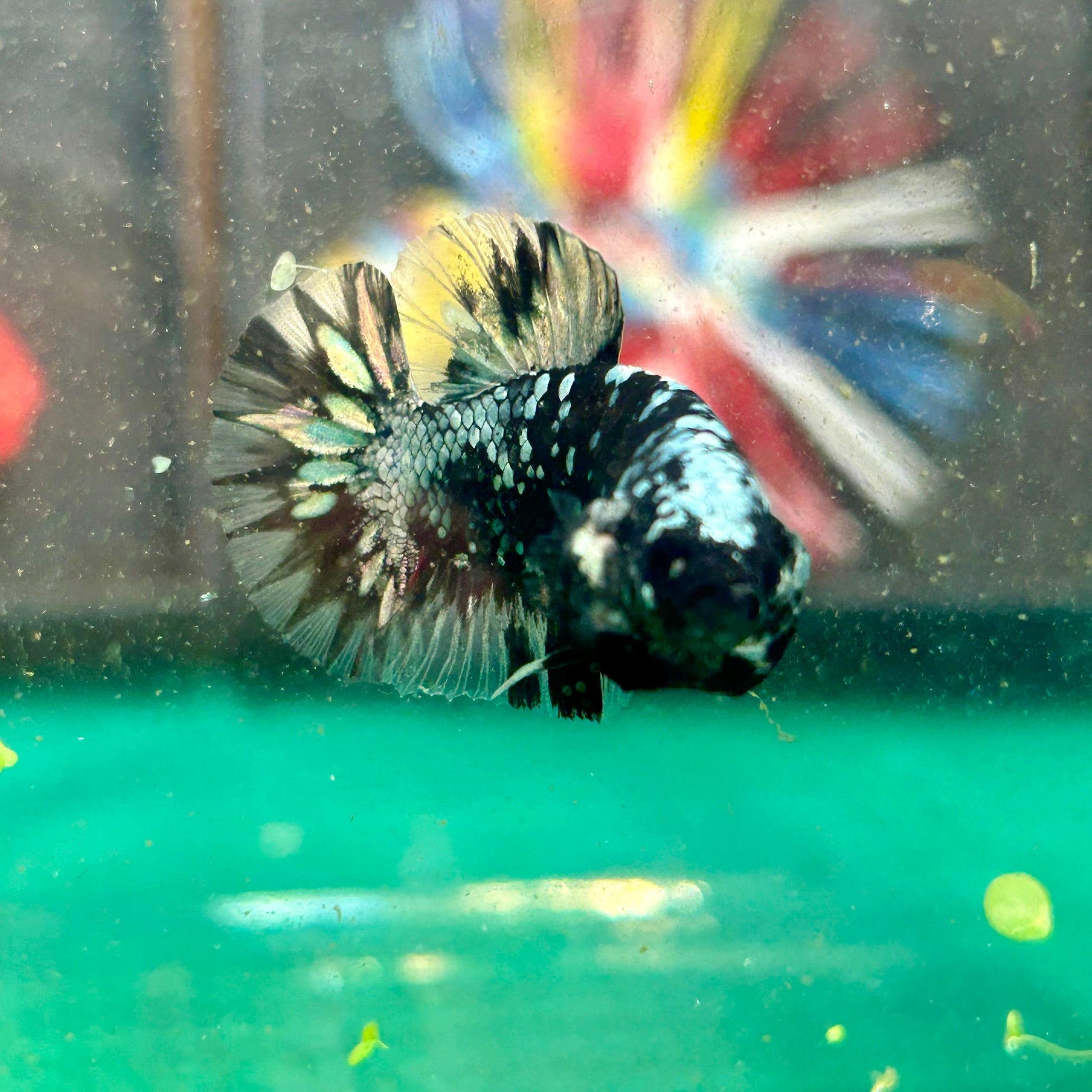 Avarta Copper Plakat - Male betta 122