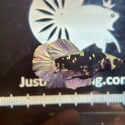 Avarta Copper Plakat - Male Betta 13 Full Mask